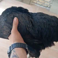 مرغ سیاه