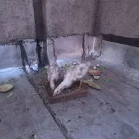 اردک دو عدد باهم سرحال