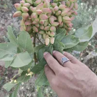 پیوند پسته رقم ممتاز