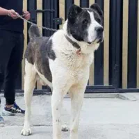 نیازمند به سگ برای نگهبانی
