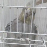 عروس هلندی
