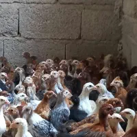 فروش جوجه محلی واکسن زده