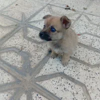 سگ معاوضه با ظبط ماشین