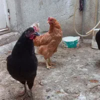 مرغ محلی گلپایگانی و مروندی