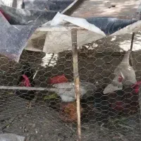 مرغ و خروس