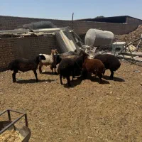 بره نر چاق
