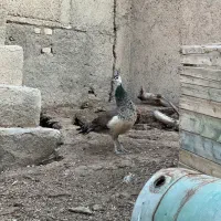طاووس
