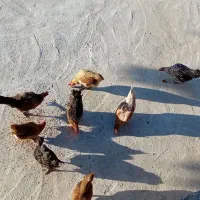 مرغ وخروس محلی اصل
