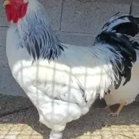 خروس برهما اصیل درشت