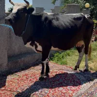 ۳ راس گاو حامله با گوساله نر چالوسی وراز کوله مدیر