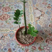 گل طبیعی|گل و گیاه طبیعی|خاش, |دیوار