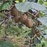 کیوی