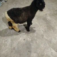 بره