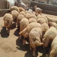 گوسفند شک