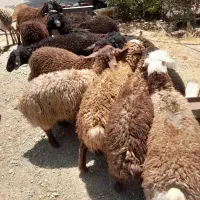 بره کیلویی 700