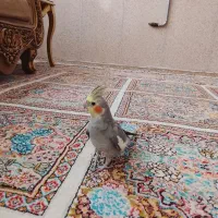 عروس هلندی سخنگو