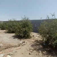 ۲۵۰ متر  زمین شهرکی