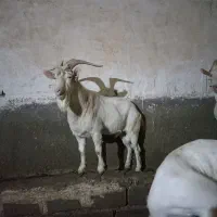بزسانن اصل تازه تکه خورده