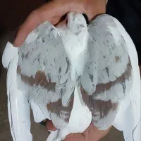 کبوتر
