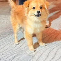 پامر روباهی