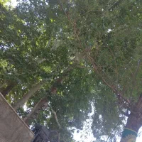 کلکسیون قطعه لشگراباد