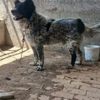واگذاری سگ قهدرجونی