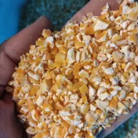 فروش ذرت برای مصرف دام و غیره