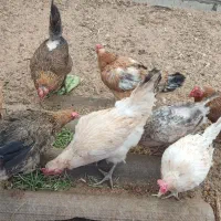 فروش ۸ عدد مرغ و ۲۰ عدد جوجه ۴ ماهه