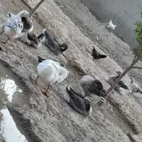 فروش تعدادی بوقلمون و جوجه گلپایگان و غاز