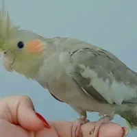 عروس هلندی، مرغ عشق