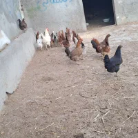 مرغ جوان