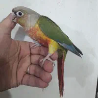 جوجه گرینچیک