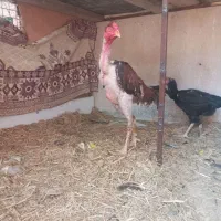 جوجه مرغ لاری
