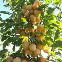 آلودرشت شوقانی حاج حسنی کبریایی رسمی وطرقبه ورسمی