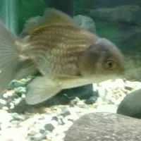 ماهی گلدفیش