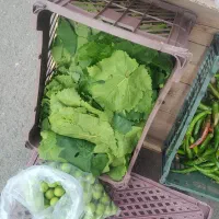 برگ مو محله فرودگاه