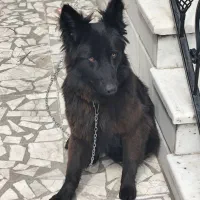 فروش سگ ژرمن ماده