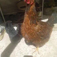 مرغ محلی اصلی کرچ شو