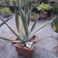 آگاو ابلق