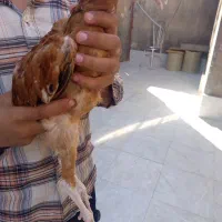 جوجه لاری