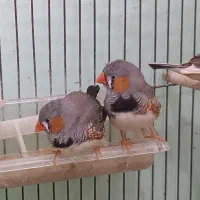 ۴فنچ بالغ و آماده جفتگیری