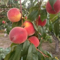 عرضه مستقیم نهال ریشه پرس