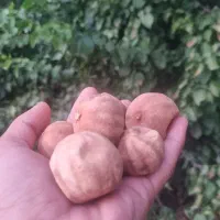 لیمو عمانی درشت