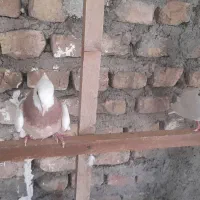 کفتر توقی
