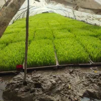 باکس نشا توم هاشمی(درجه‌یک)