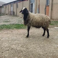 قوچ شال دو ساله