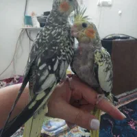 طوطی