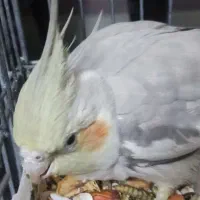 جفت عروس هلندی