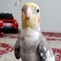 عروس هلندی با قفس