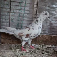 کفتر‌نر‌پرشی‌